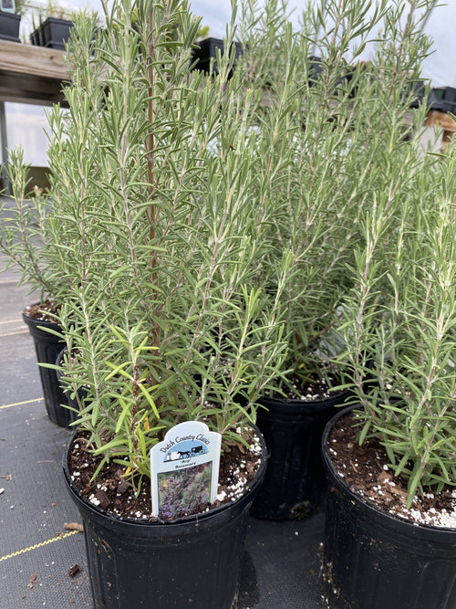 ROSEMARY, ARP
