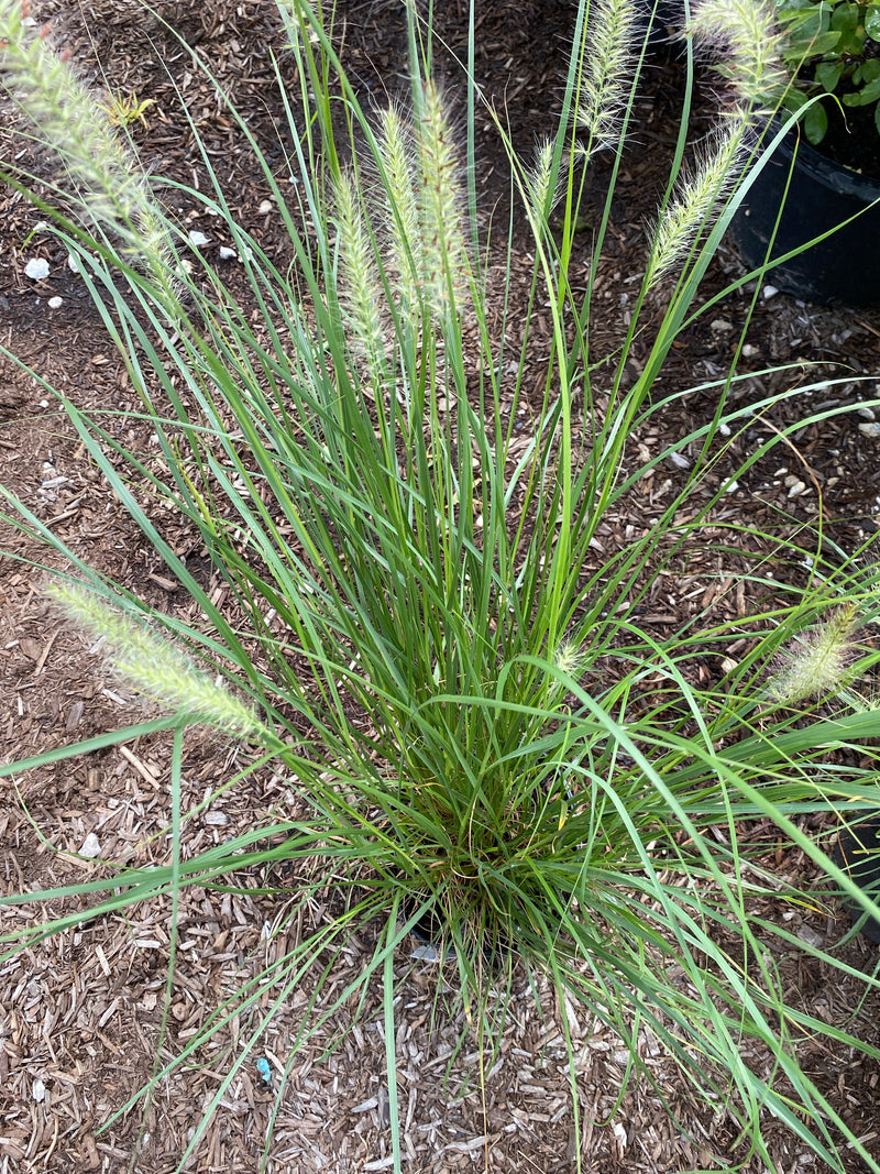 PENNISETUM, HAMELN (FOUNTAIN GRASS)