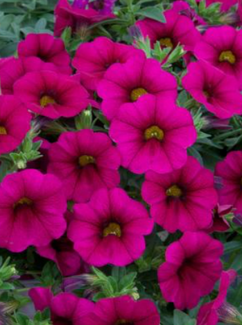 CALIBRACHOA, MF NEO PURPLE