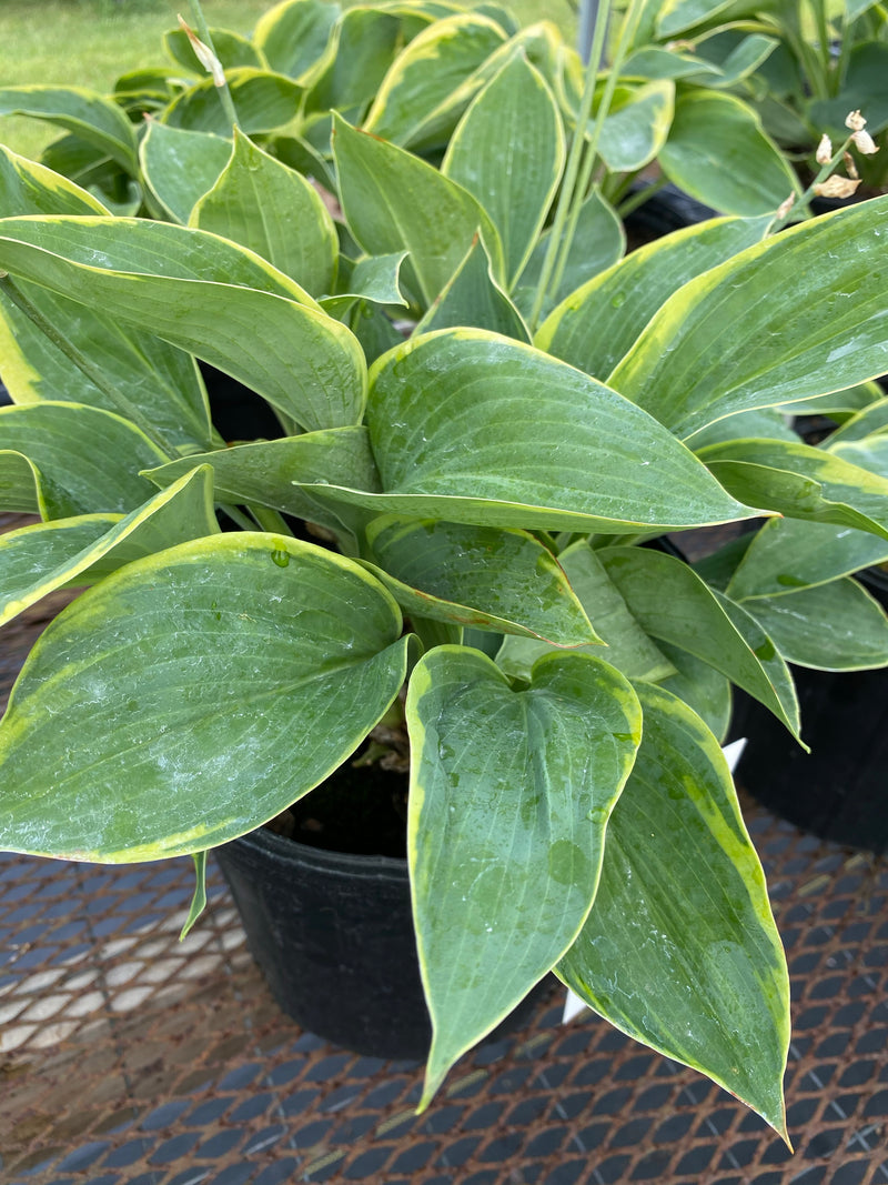 HOSTA, FRANCES WILLIAMS