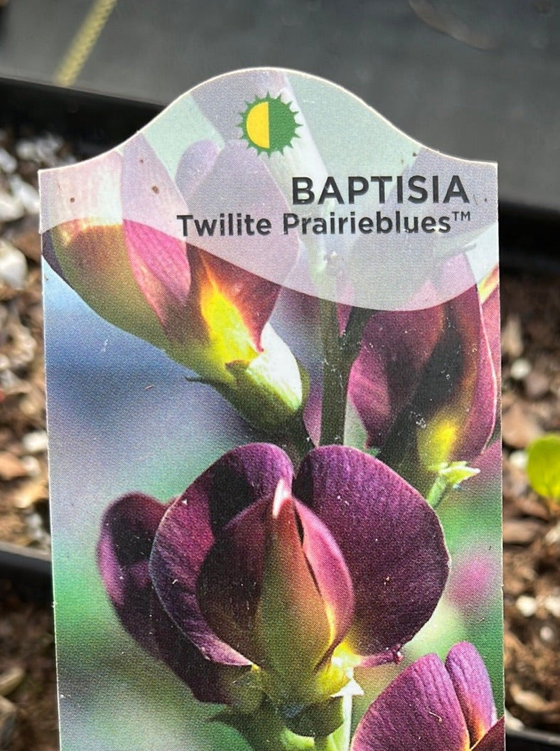 BAPTISIA, TWILITE PRAIRIEBLUES