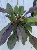 PENSTEMON, DARK TOWERS (BEARD TONGUE)