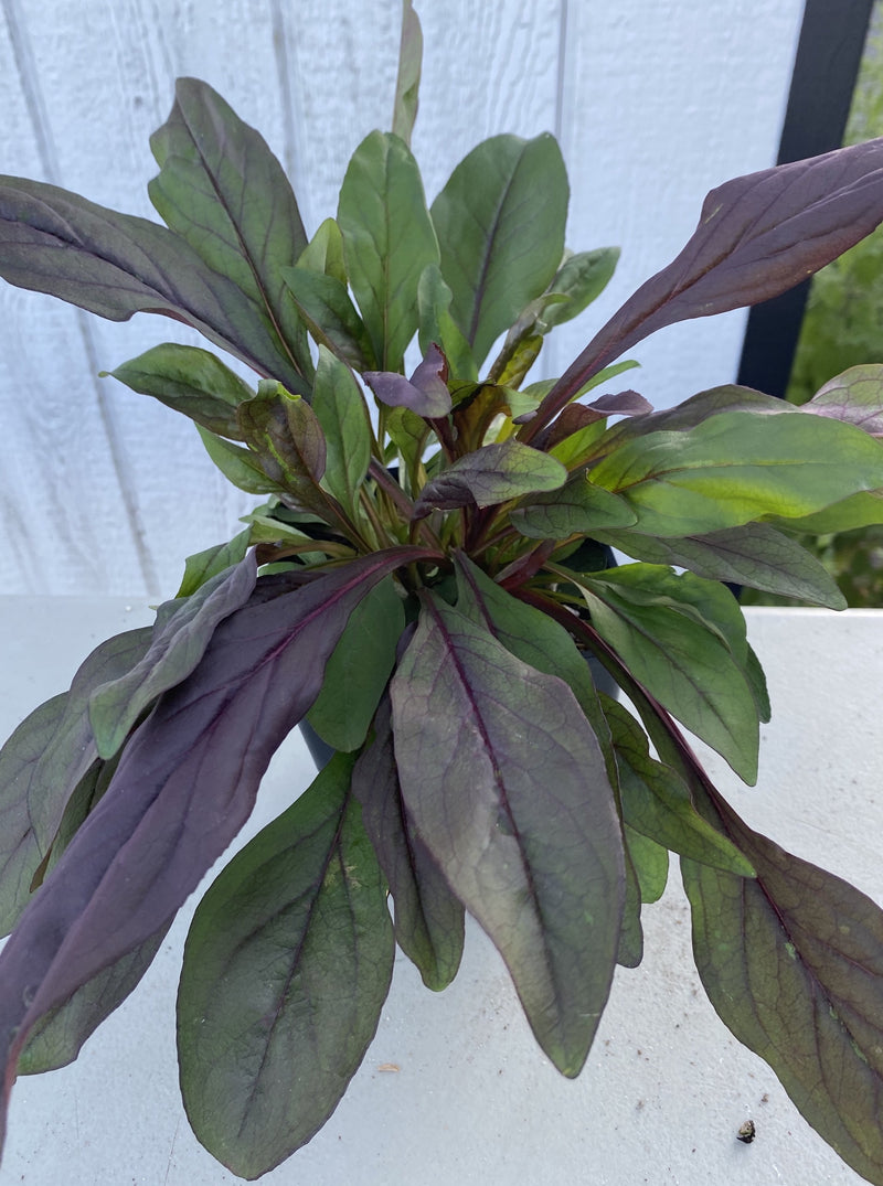 PENSTEMON, DARK TOWERS (BEARD TONGUE)