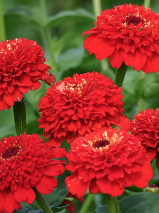 ZINNIA, ZINDERELLA RED
