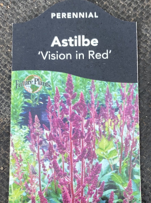 ASTILBE, VISION IN RED