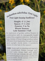HELIANTHUS SALICIFOLIUS, FIRST LIGHT (SWAMP SUNFLOWER)
