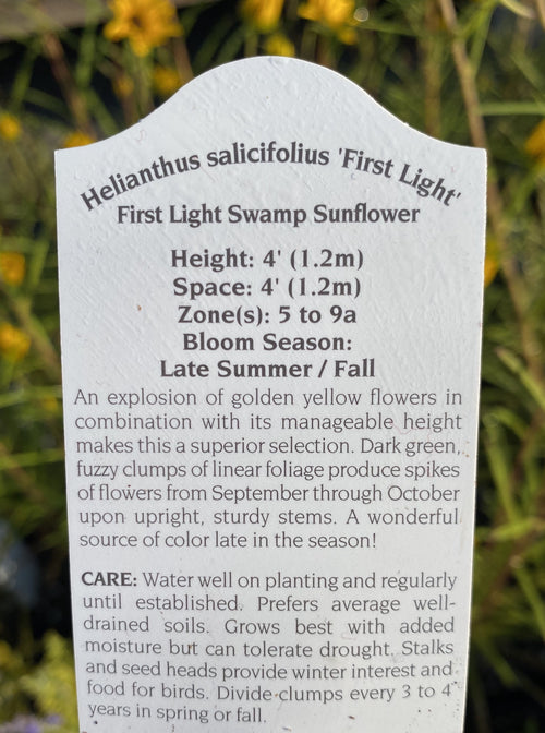HELIANTHUS SALICIFOLIUS, FIRST LIGHT (SWAMP SUNFLOWER)