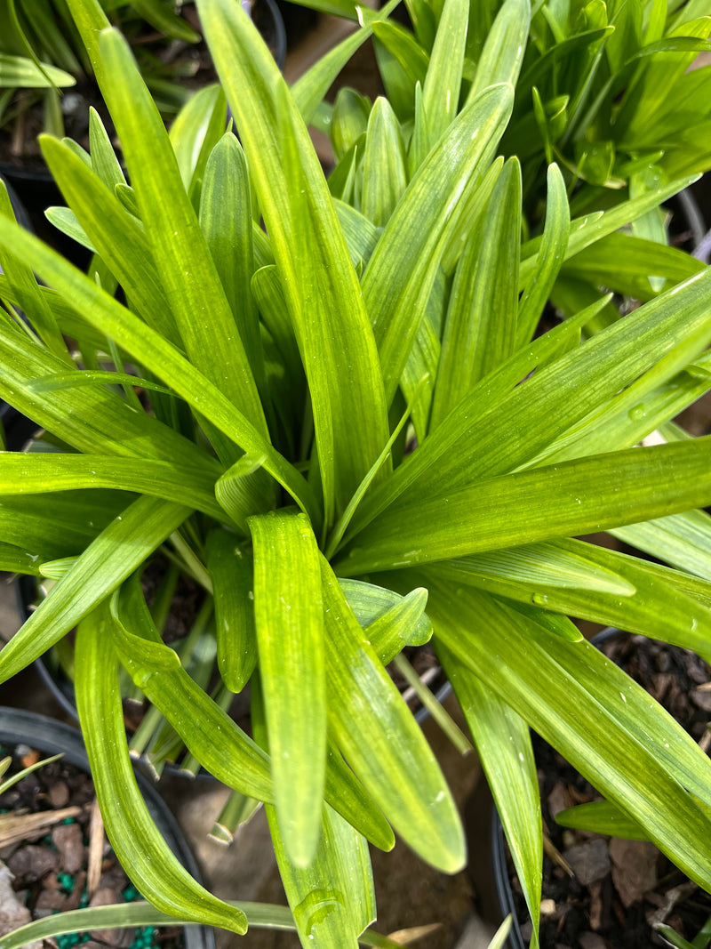 LIRIOPE, ROYAL PURPLE (LILY TURF)