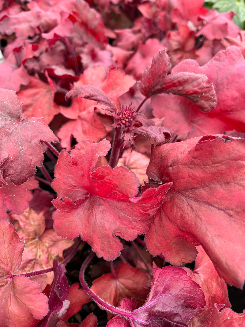 HEUCHERA, FIRE ALARM (CORAL BELLS)