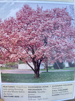 MAGNOLIA, ANN
