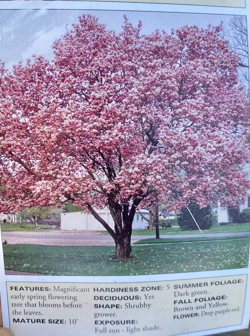 MAGNOLIA, ANN