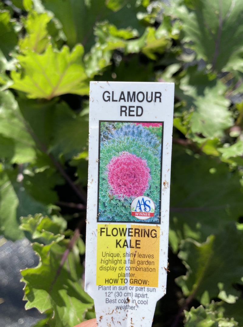 ORNAMENTAL CABBAGE / KALE, GLAMOUR RED