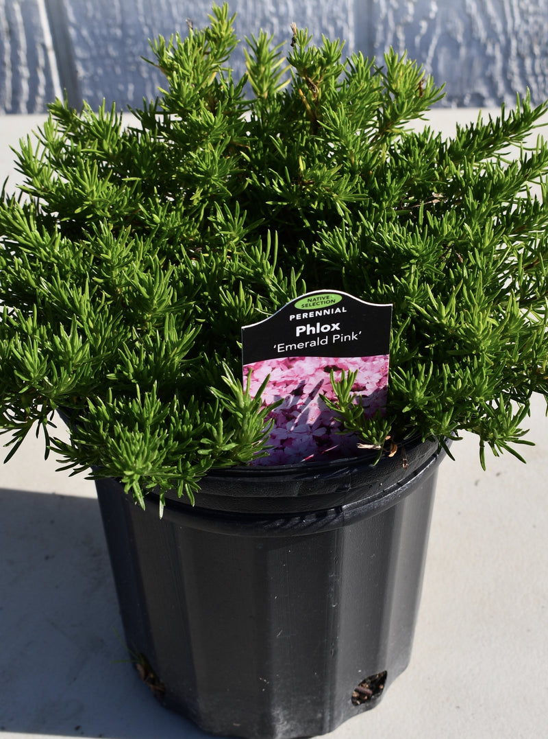 PHLOX, EMERALD PINK (CREEPING PHLOX)