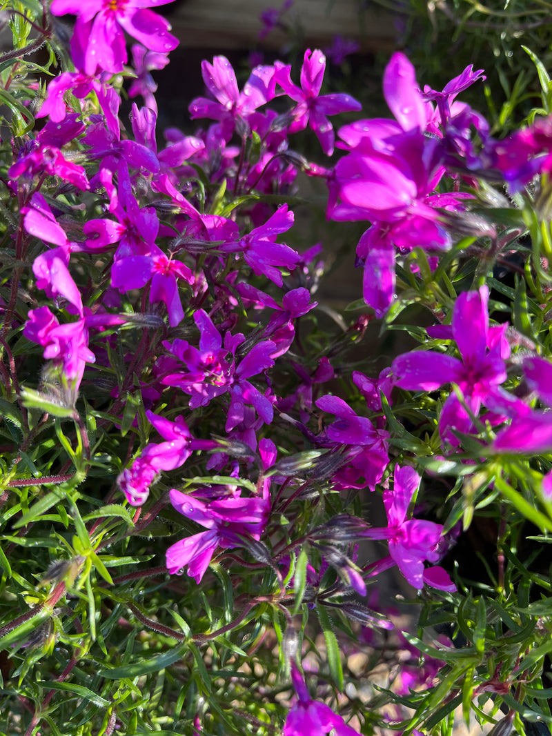 PHLOX, CRIMSON BEAUTY (CREEPING PHLOX)
