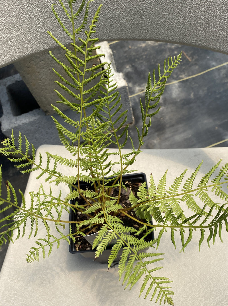 ATHYRIUM, LADY IN RED FERN