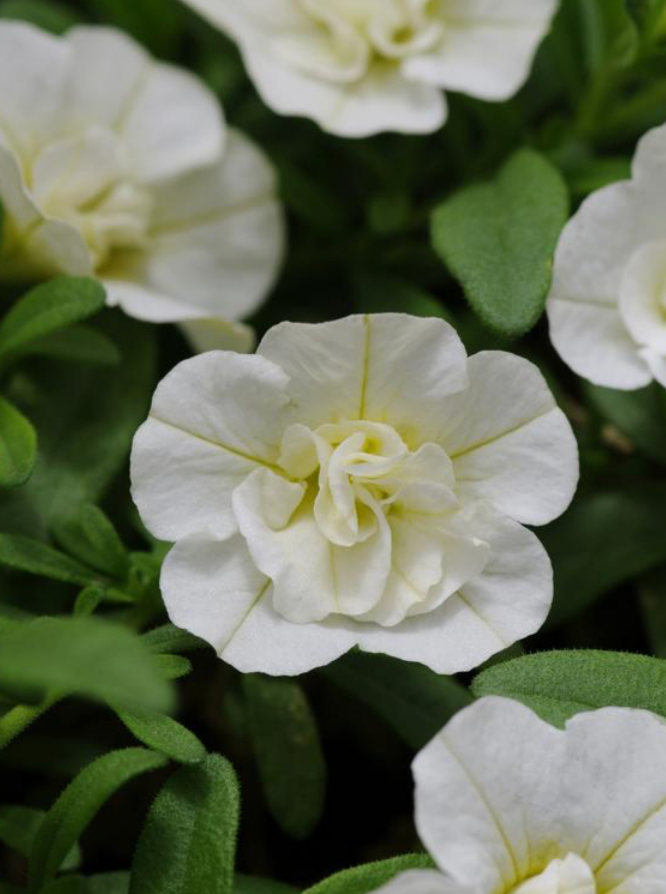CALIBRACHOA, MF UNO DOUBLE WHITE