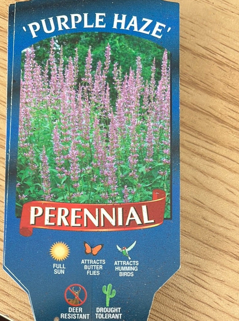 AGASTACHE, PURPLE HAZE