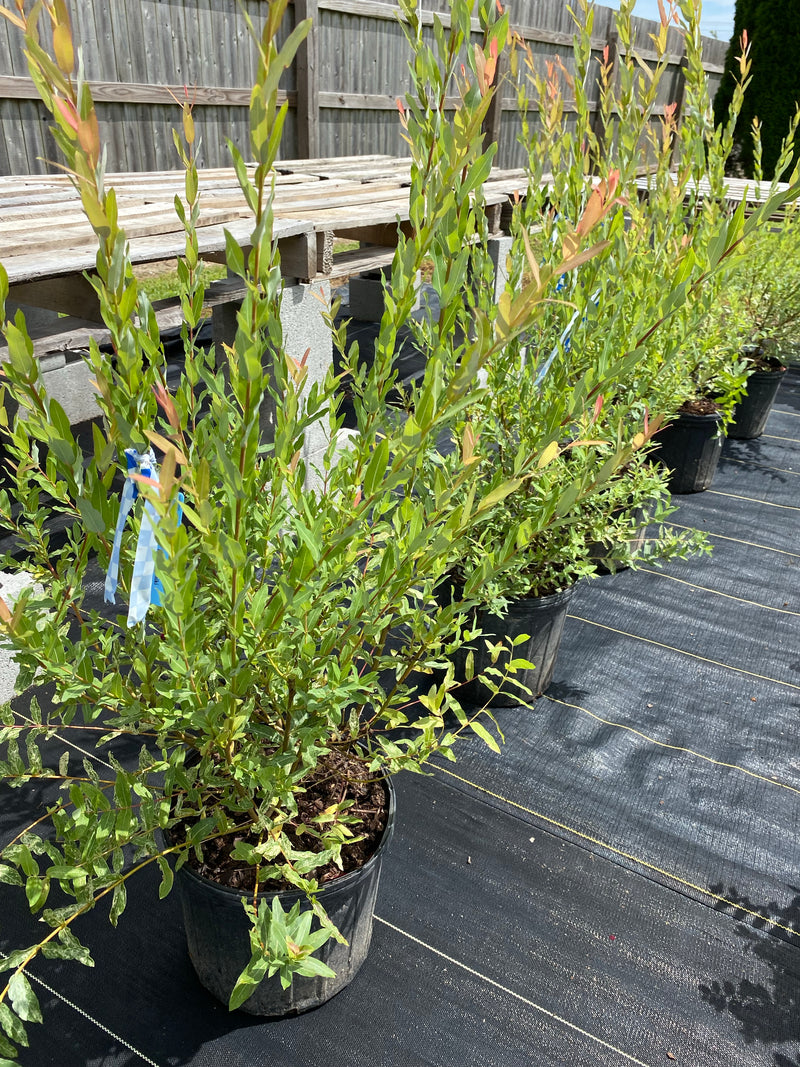 SALIX, HAKURO NISHIKI (DAPPLED WILLOW)