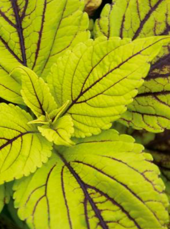 COLEUS, GAY’S DELIGHT