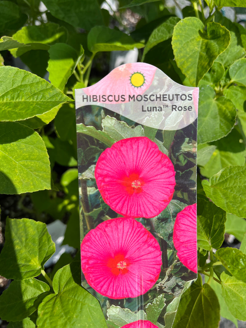 HIBISCUS, LUNA ROSE (ROSE MALLOW)