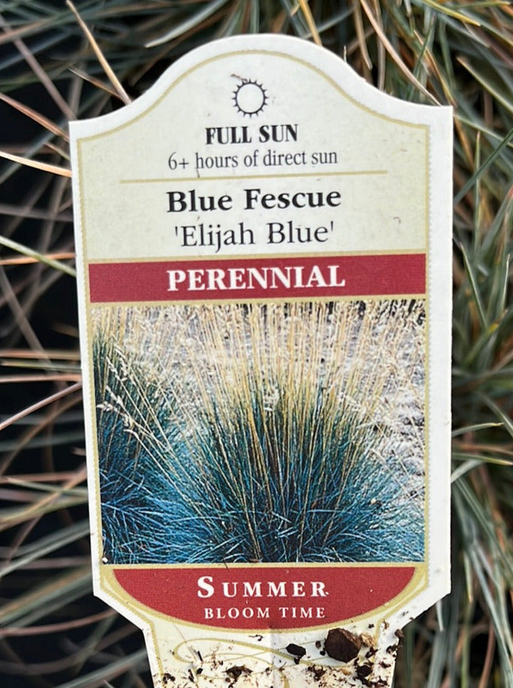 FESTUCA, ELIJAH BLUE