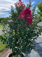 CRAPE MYRTLE, TONTO