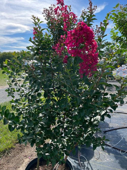 CRAPE MYRTLE, TONTO