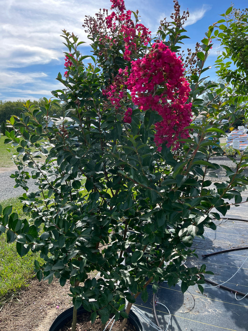 CRAPE MYRTLE, TONTO