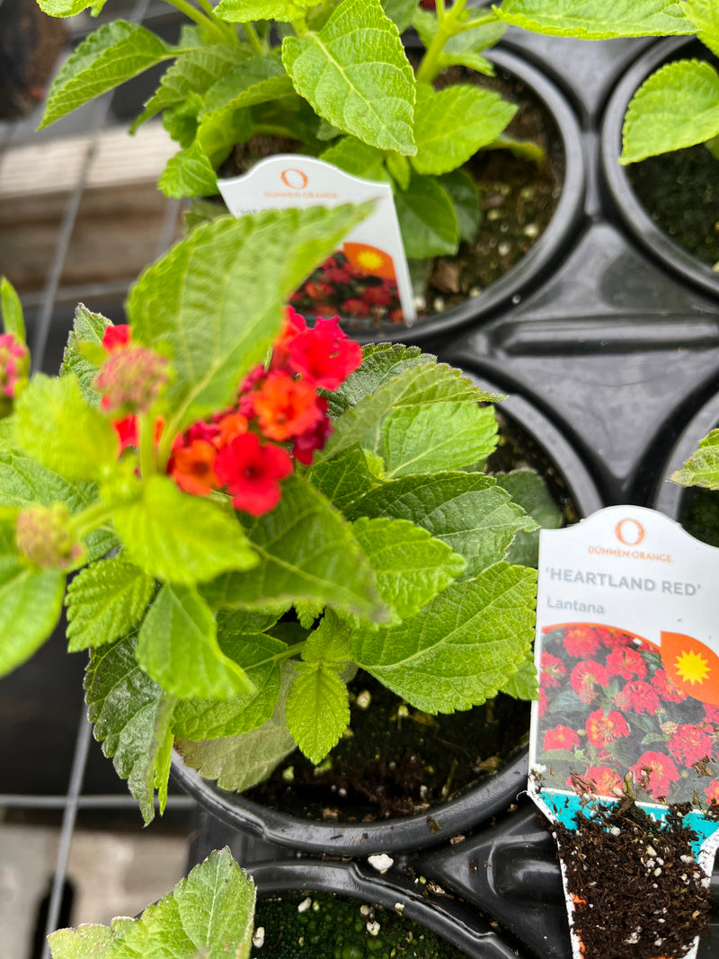LANTANA, HEARTLAND RED