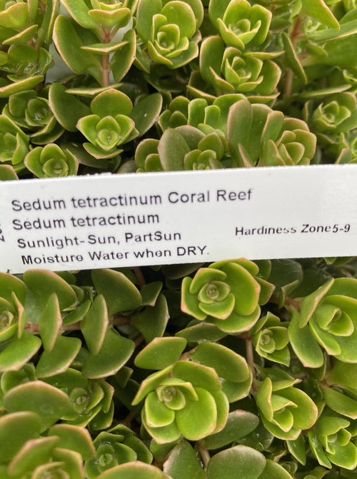 SEDUM, TETRACTINUM CORAL REEF (STONECROP)