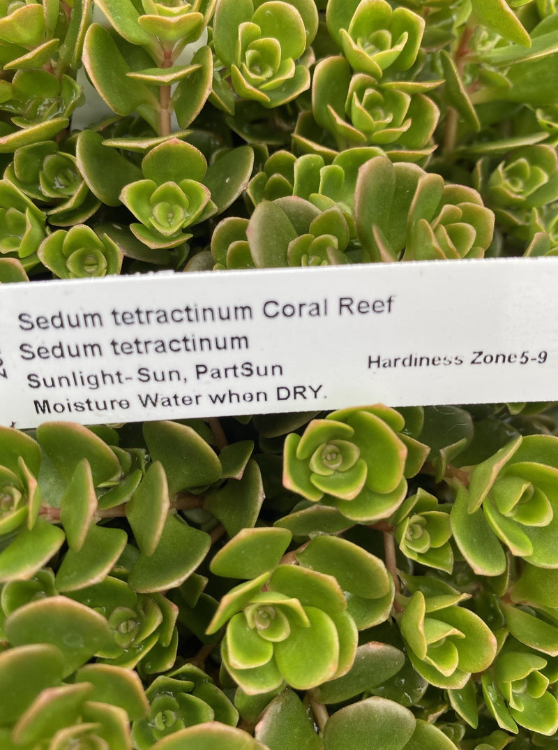 SEDUM, TETRACTINUM CORAL REEF (STONECROP)