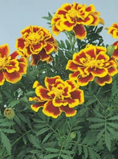 MARIGOLD, DURANGO BEE