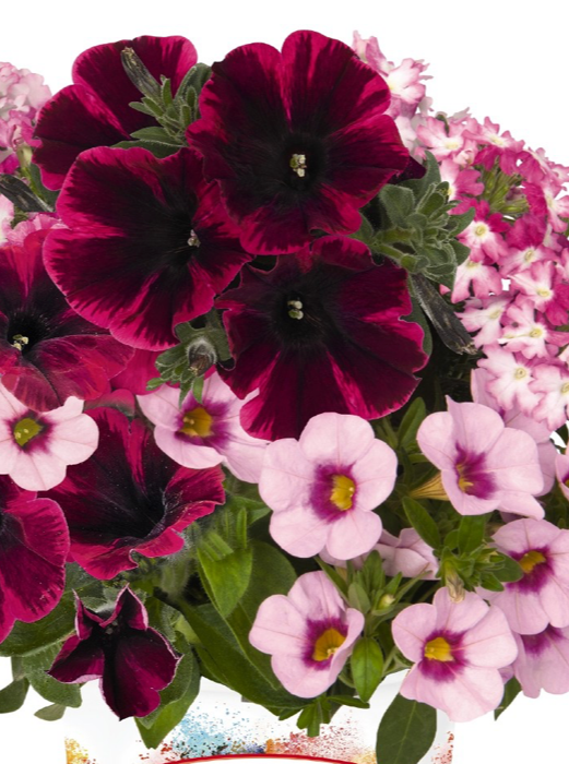COMBINATION CG, SHOCKING PINK