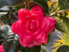 CAMELLIA JAPONICA, APRIL REMEMBERED