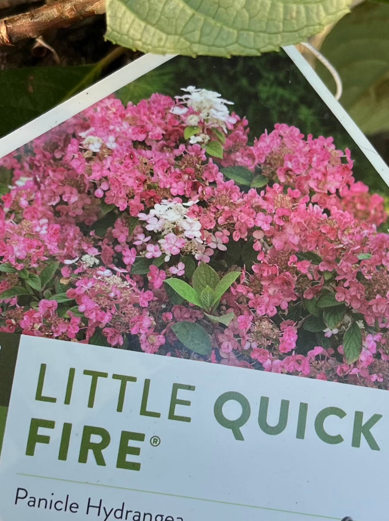 HYDRANGEA, LITTLE QUICK FIRE