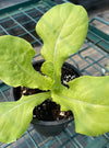 LETTUCE, BUTTERCRUNCH