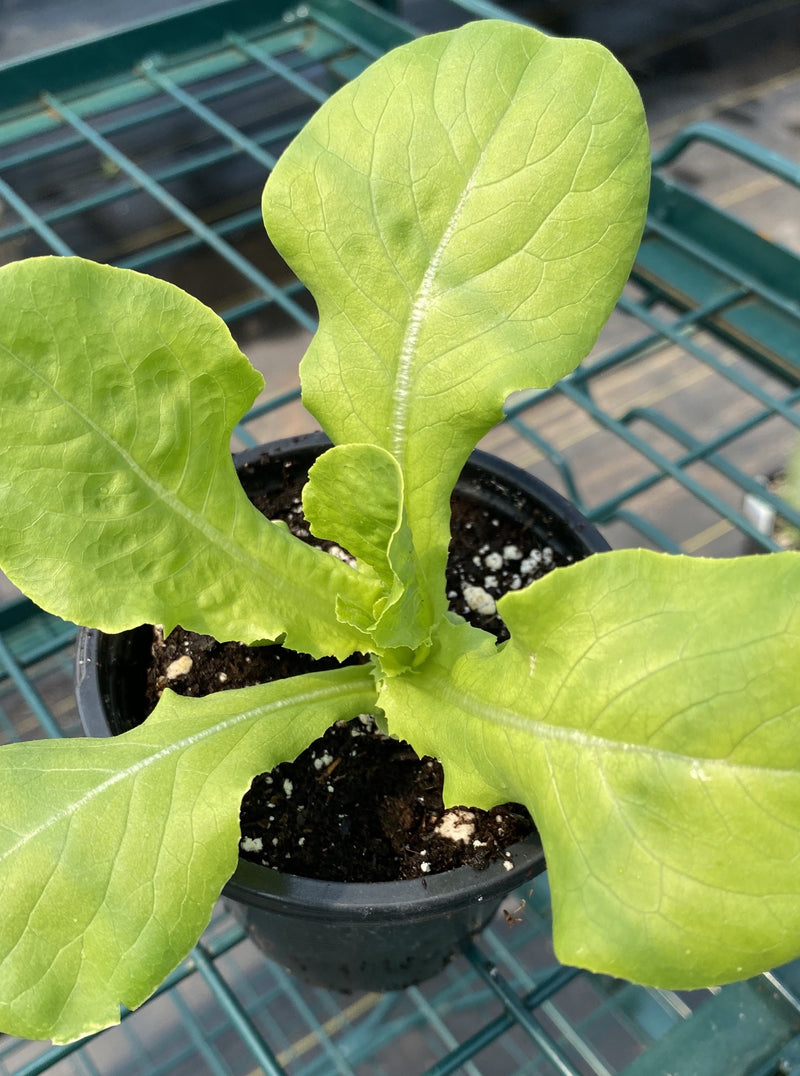 LETTUCE, BUTTERCRUNCH