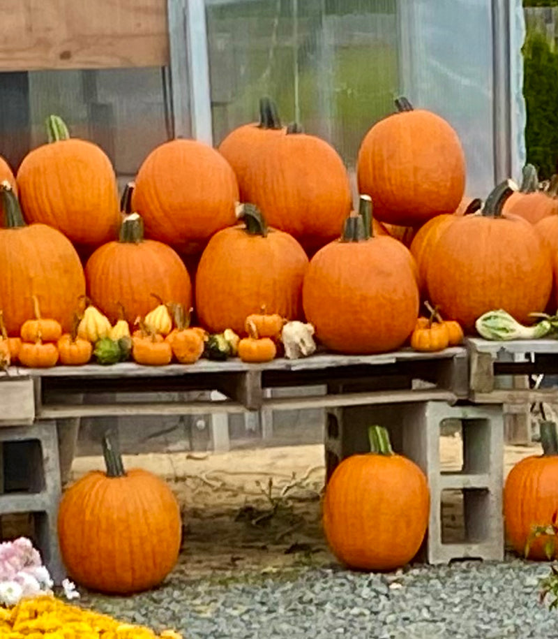 PUMPKIN