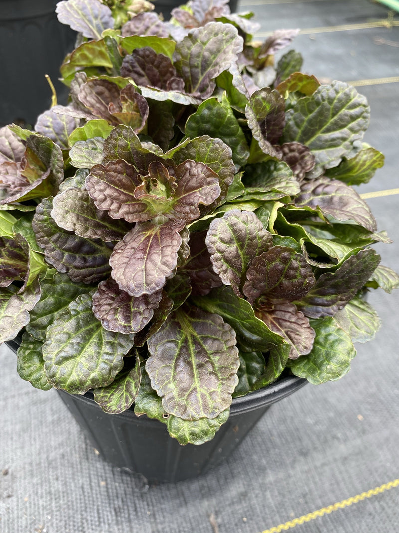 AJUGA, BLACK SCALLOP (BUGLEWEED)