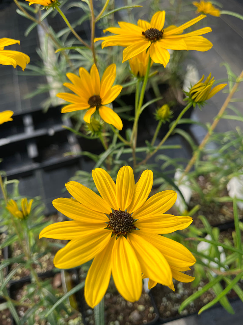 HELIANTHUS SALICIFOLIUS, AUTUMN GOLD, WILLOW LEAF SUNFLOWER)