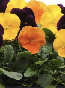 PANSY, MATRIX HARVEST MIX