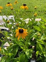 RUDBECKIA, GOLDSTURM (BLACK-EYED SUSAN)