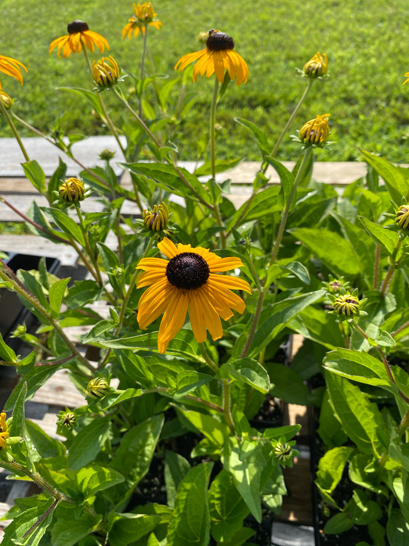 RUDBECKIA, GOLDSTURM (BLACK-EYED SUSAN)