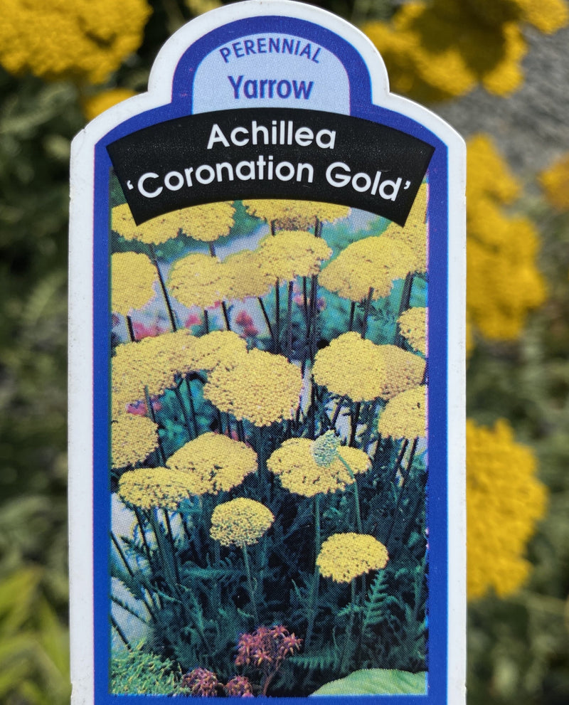 ACHILLEA, CORONATION GOLD (YARROW)