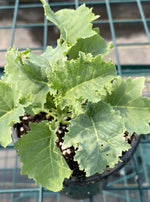 KALE