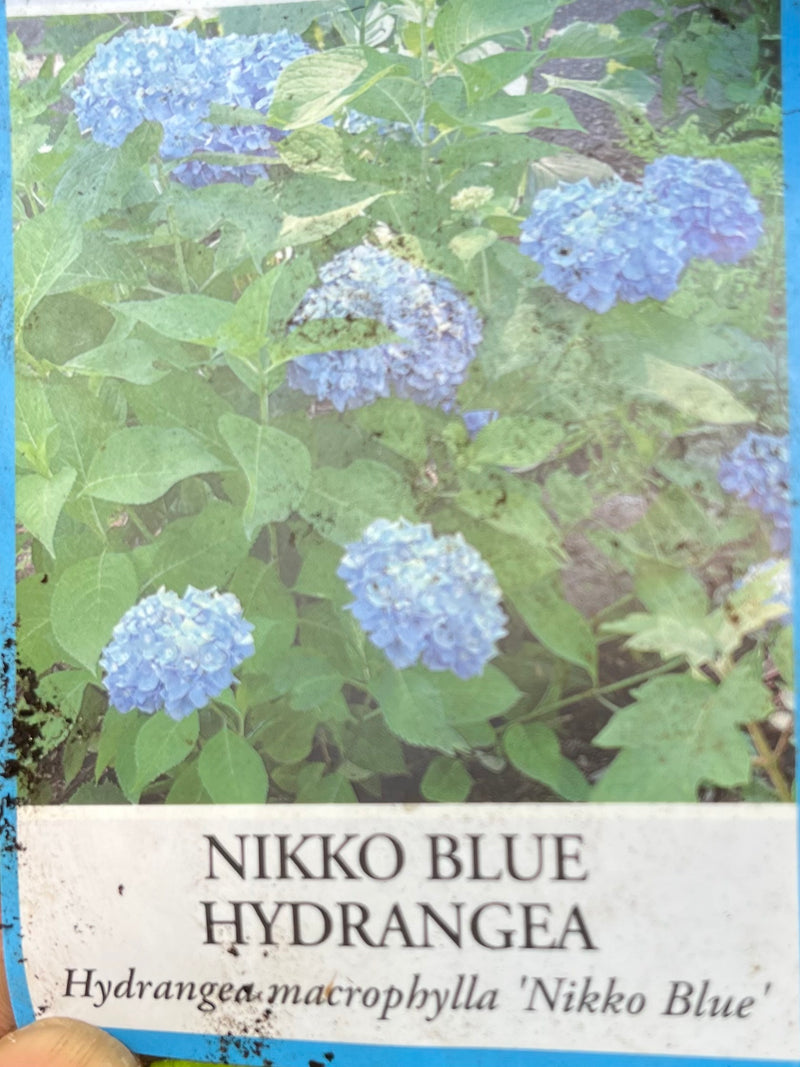 HYDRANGEA, NIKKO BLUE