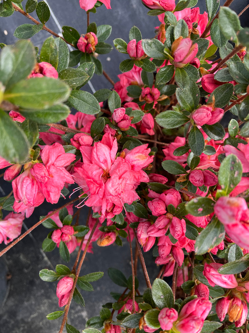 AZALEA, BLAAUW'S PINK