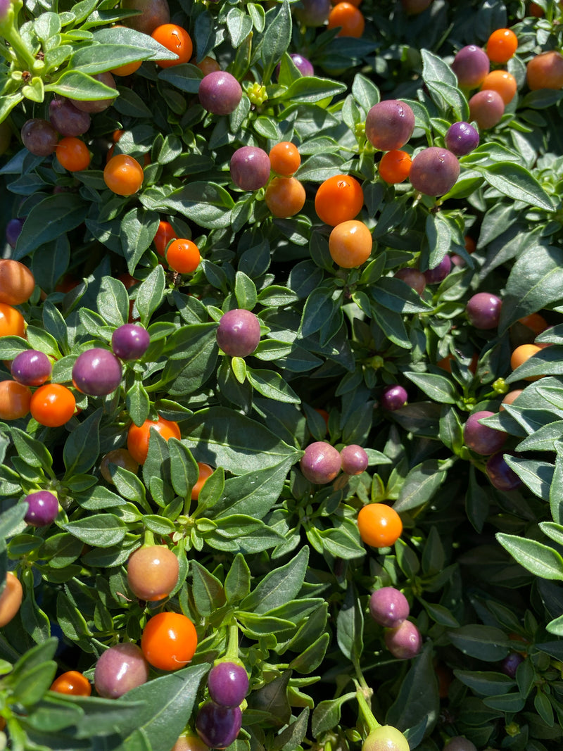 ORNAMENTAL PEPPER, HOT POPS PURPLE