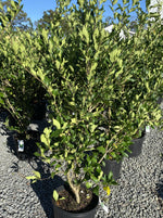 LIGUSTRUM RECURVIFOLIUM (PRIVET)