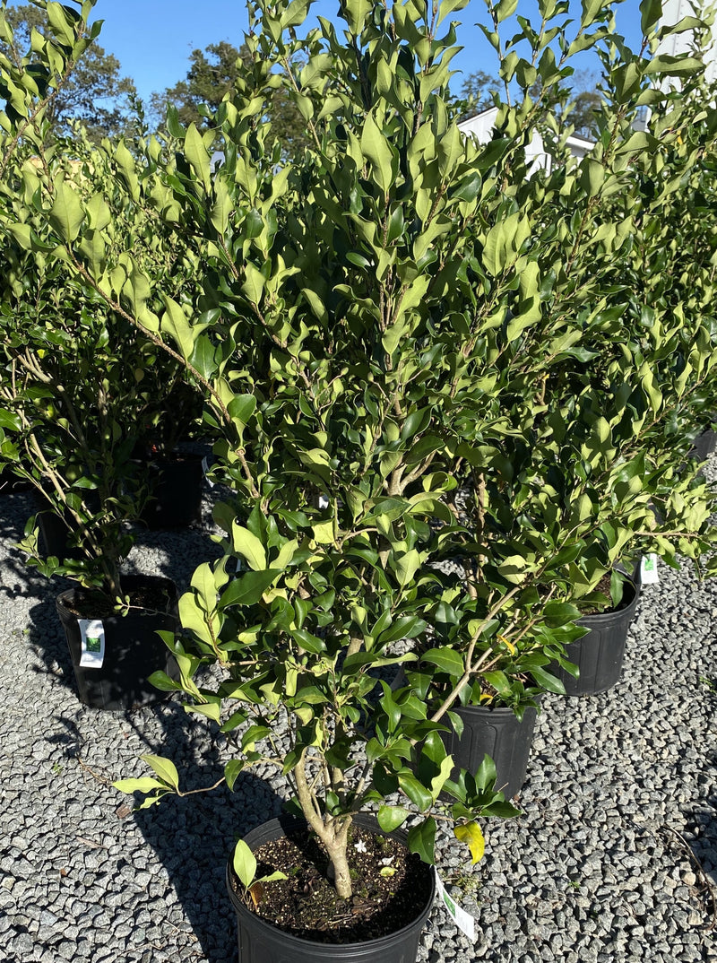 LIGUSTRUM RECURVIFOLIUM (PRIVET)